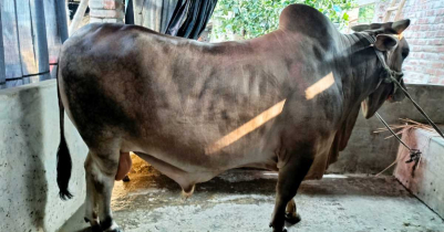 কোরবানির হাট কাঁপাতে প্রস্তুত ১৪ মন ওজনের ‘যুবরাজ’ 