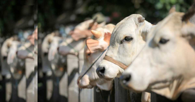 কুরবানির পশু জবাইয়ের নিয়ম ও দোয়া