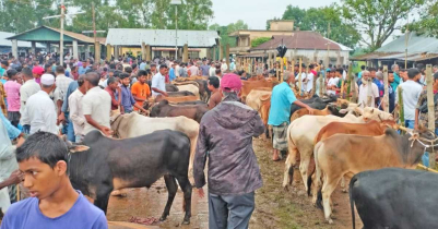মৌলভীবাজারে কোরবানির চাহিদা মেটাচ্ছে স্থানীয় গরু