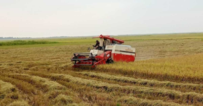 মৌলভীবাজারের হাওরে বোরো ধান কাটা ৯৮% শেষ