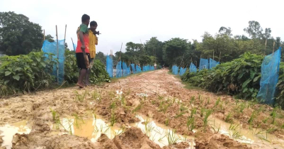 কমলগঞ্জে সংস্কারের দাবীতে সড়কে ধানের চারা রোপণ করে প্রতিবাদ কমলগঞ্জে সংস্কারের দাবীতে সড়কে ধানের চারা রোপণ করে প্রতিবাদ