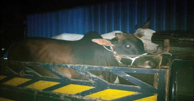সিলেটে গরুবাহী ট্রাক ছি*নতাইয়ের চেষ্টা, আটক ১