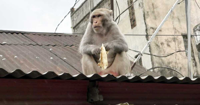 শ্রীমঙ্গল-কমলগঞ্জে খাবারের সন্ধানে লোকালয়ে ঘুরছে বানর শ্রীমঙ্গল-কমলগঞ্জে খাবারের সন্ধানে লোকালয়ে ঘুরছে বানর