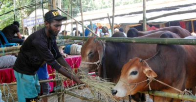 সিলেটে এবছর কোরবানির পশুর সঙ্কট নেই