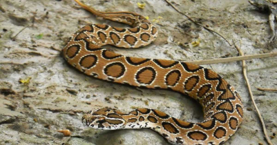 রাসেল ভাইপার কামড়ালে কী করবেন?