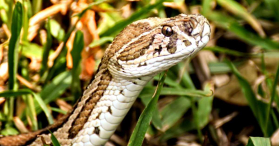 রাসেলস ভাইপার সাপ নিয়ে অজানা তথ্য রাসেলস ভাইপার সাপ নিয়ে অজানা তথ্য