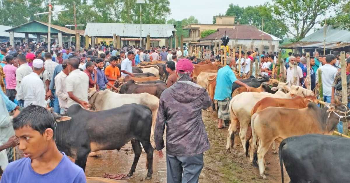 মৌলভীবাজারের পশুর হাটগুলোতে এবছর দেশীয় গরুর চাহিদাই সবার বেশি। ছবি- আই নিউজ মৌলভীবাজারের পশুর হাটগুলোতে এবছর দেশীয় গরুর চাহিদাই সবার বেশি। ছবি- আই নিউজ