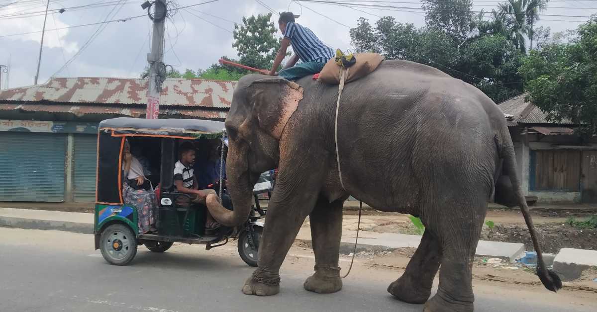 হাতি দিয়ে একটি অটোরিকশা থেকে চাঁদা তুলছেন হাতির মাহুত। ছবি- আই নিউজ হাতি দিয়ে একটি অটোরিকশা থেকে চাঁদা তুলছেন হাতির মাহুত। ছবি- আই নিউজ