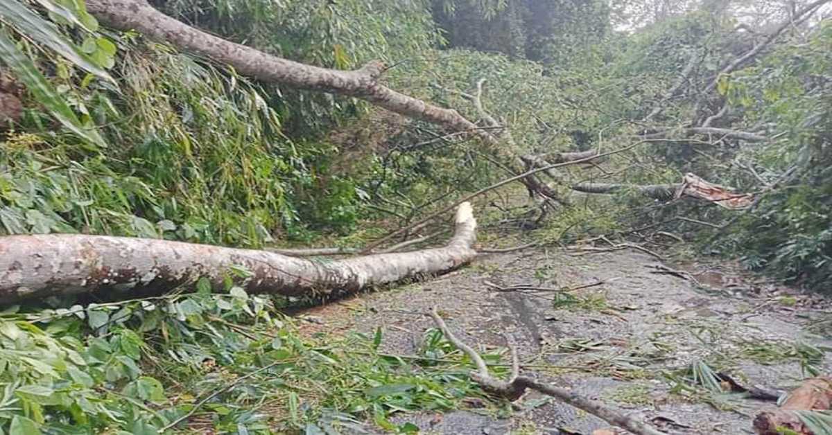 ঝড়ে লাউয়াছড়া জাতীয় উদ্যানে শতাধিক গাছ বিধ্বস্ত হয়েছে। ছবী- আই নিউজ