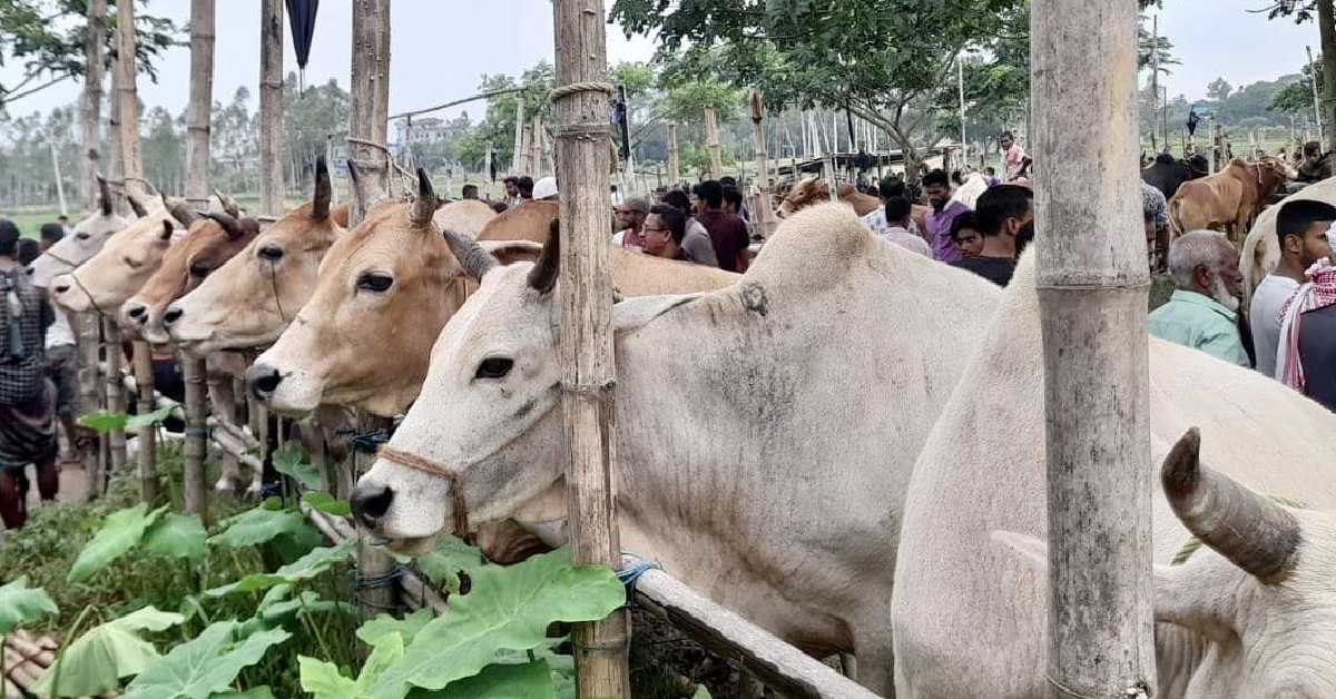 নবীগঞ্জে পশু কোরবানি চাহিদা প্রায় সাড়ে ১৩ হাজার। নবীগঞ্জে পশু কোরবানি চাহিদা প্রায় সাড়ে ১৩ হাজার।