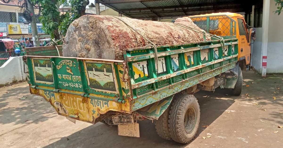 গাছের খণ্ডাংশ ও ট্রাকসহ দুইজনকে আটক করেছেন বনবিট কর্মকর্তারা। ছবি- আই নিউজ