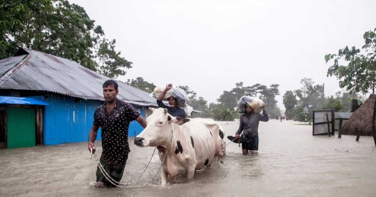 ফেনীতে বন্যায় জনজীবনের পাশাপাশি দুর্ভোগে গবাদিপশুও। ছবি- সংগৃহীত