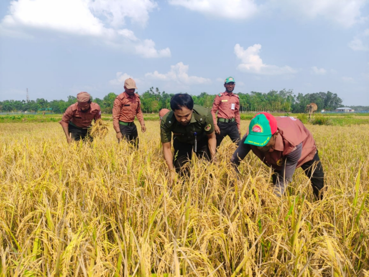 কৃষকের পাকা ধান কেটে দিলেন আনসার ভিডিপির সদস্যরা। ছবি: আই নিউজ কৃষকের পাকা ধান কেটে দিলেন আনসার ভিডিপির সদস্যরা। ছবি: আই নিউজ
