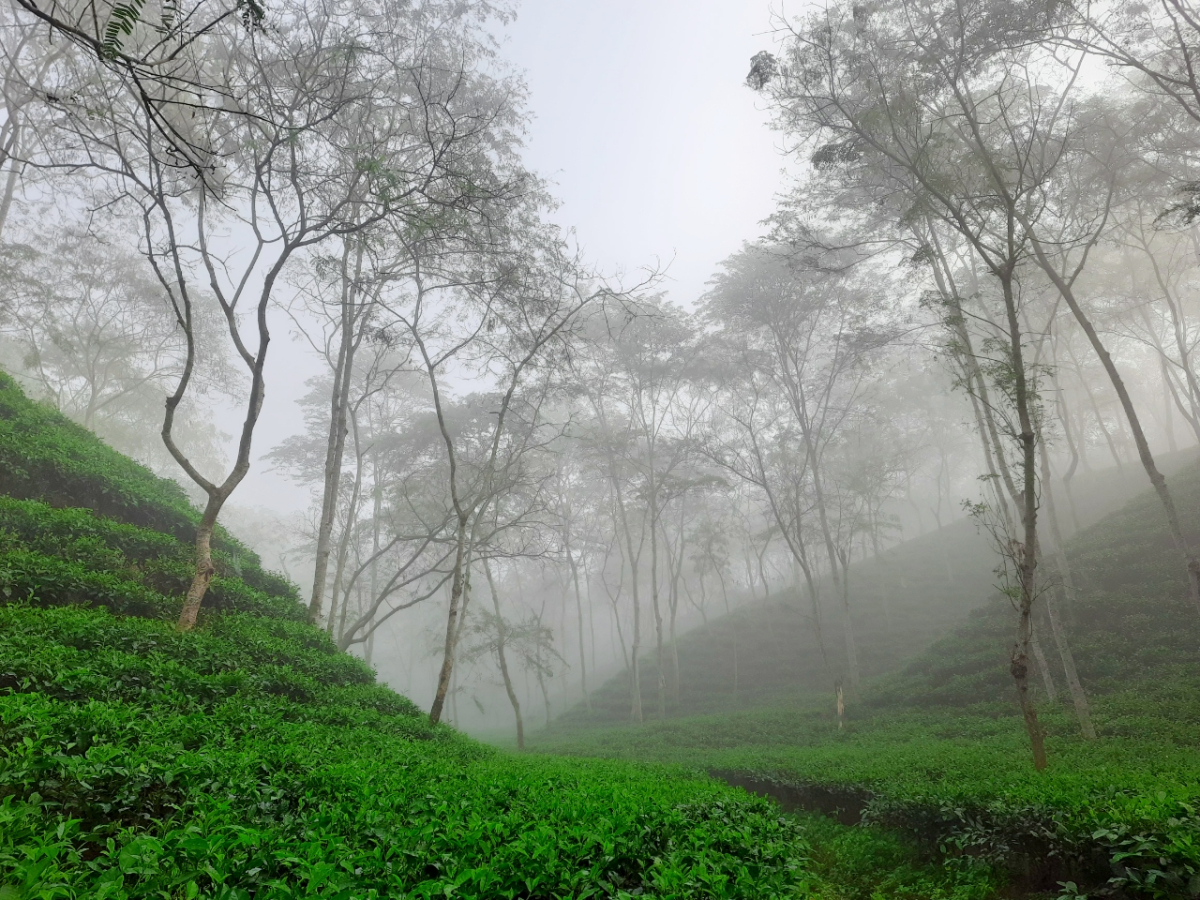 শ্রীমঙ্গল উপজেলার একটি চা বাগান। ছবি: আই নিউজ