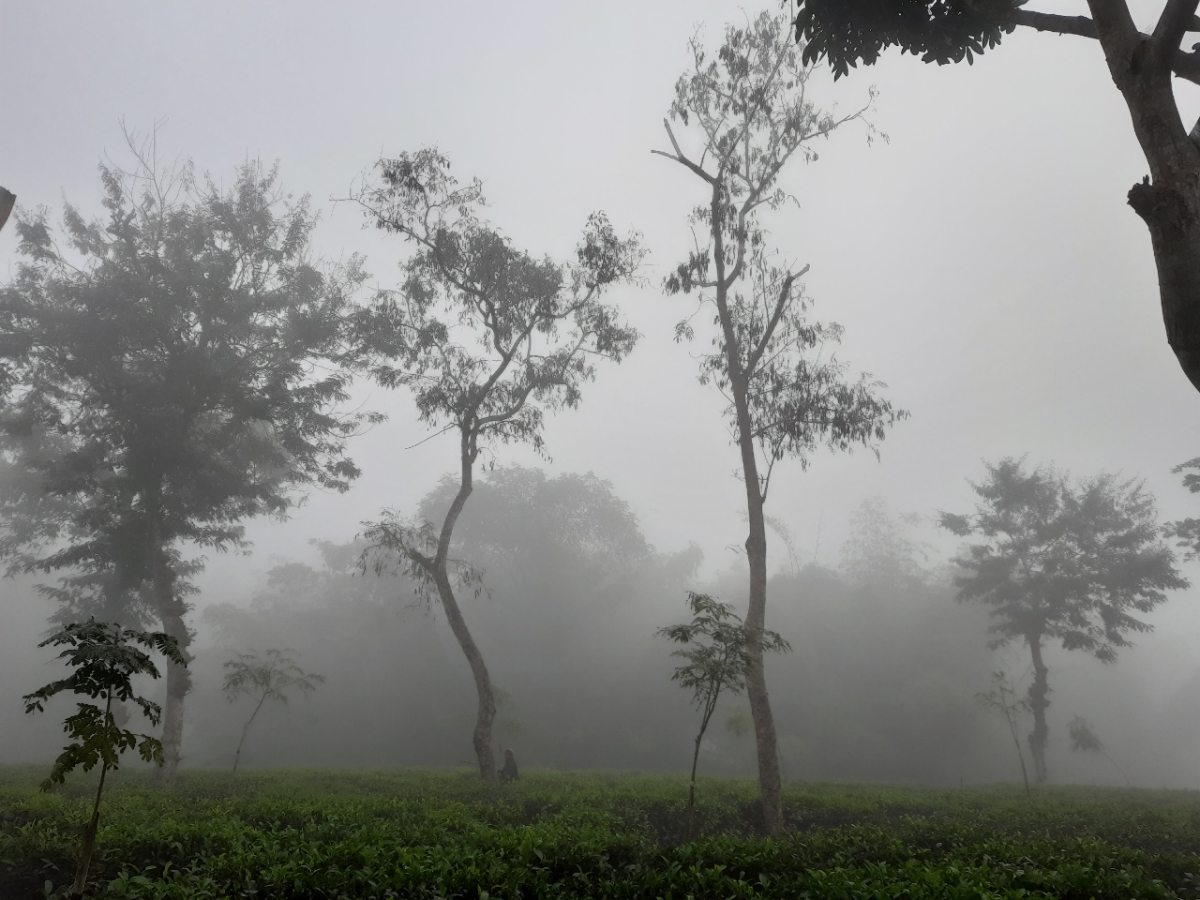 শ্রীমঙ্গল উপজেলার ভাড়াউড়া চা বাগান। ছবি: আই নিউজ