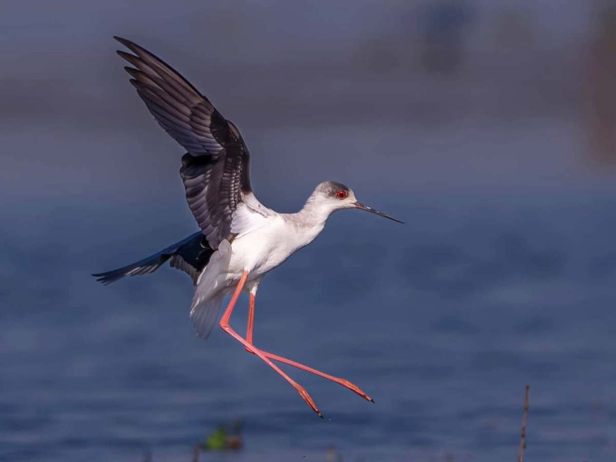 লাল ঢেংগা পাখির ছবি তুলেছেন বার্ডফটোগ্রাফার ও পরিবেশকর্মী খোকন থৌনাওজাম।