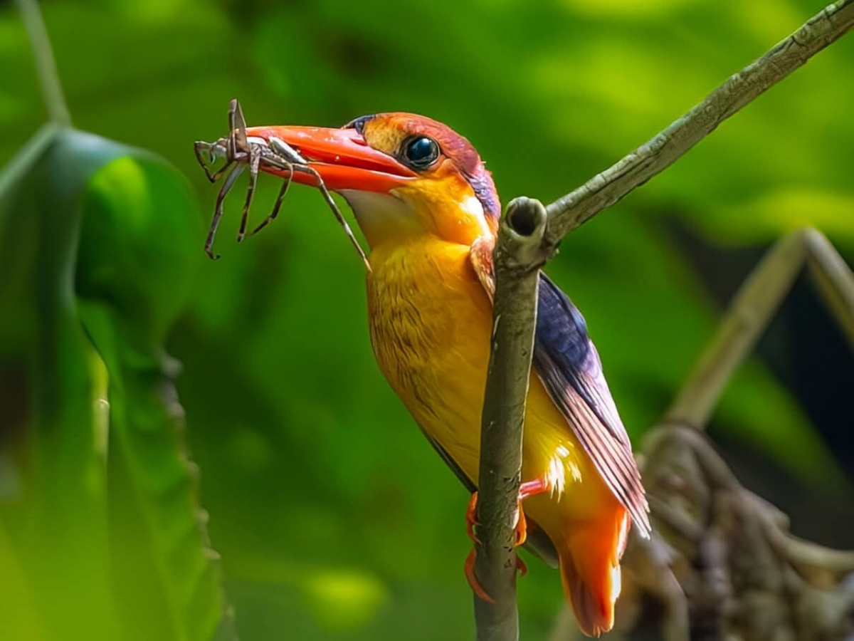বামন মাছরাঙা পাখির ছবি তুলেছেন বার্ডফটোগ্রাফার ও পরিবেশকর্মী খোকন থৌনাওজাম।