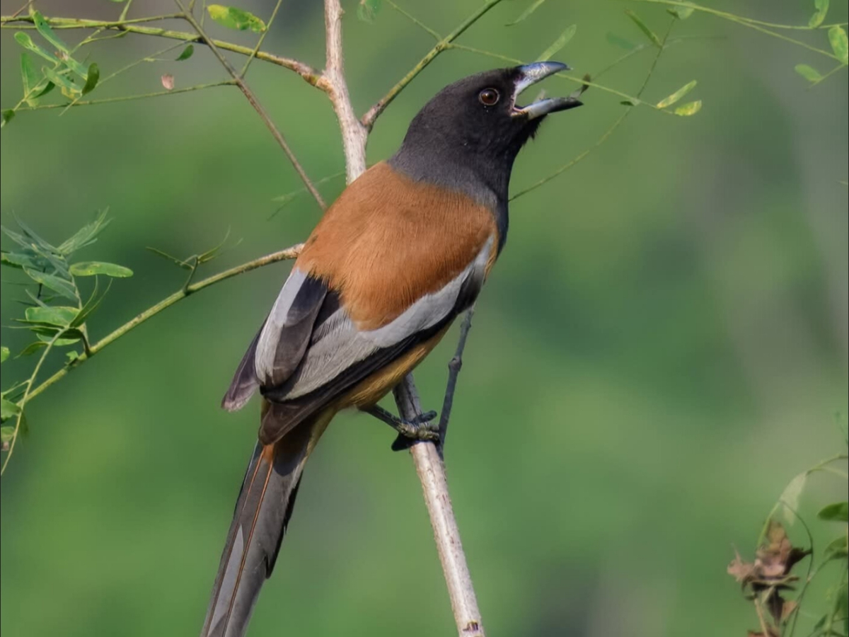 হাঁড়িচাচা পাখির ছবি তুলেছেন বার্ডফটোগ্রাফার কাজল হাজার।