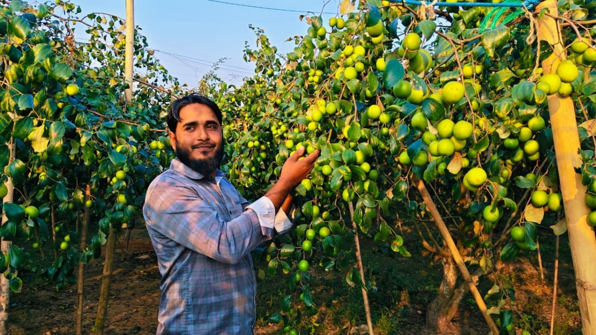 বরই চাষে সাফল্যের মডেল আজাদুর, বদলে দিচ্ছেন কৃষিচিত্র। ছবি: আই নিউজ