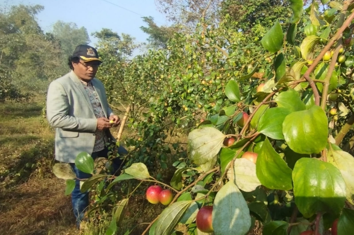 কৃষি উদ্যোক্তা আবুল ফজল তালুকদার তার বরই বাগানের পরিচর্যা করছেন। ছবি: আই নিউজ