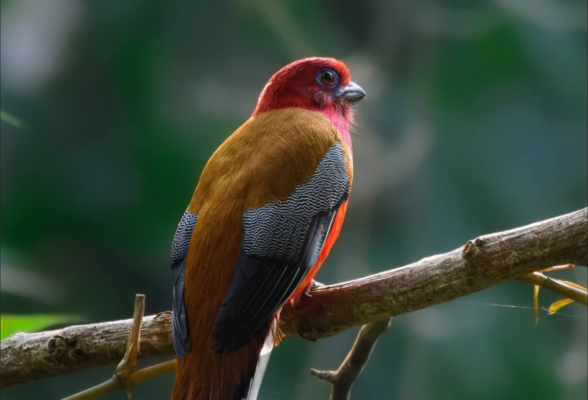 ট্রগন পাখির ছবি তুলেছেন বার্ডফটোগ্রাফার কাজল হাজার।