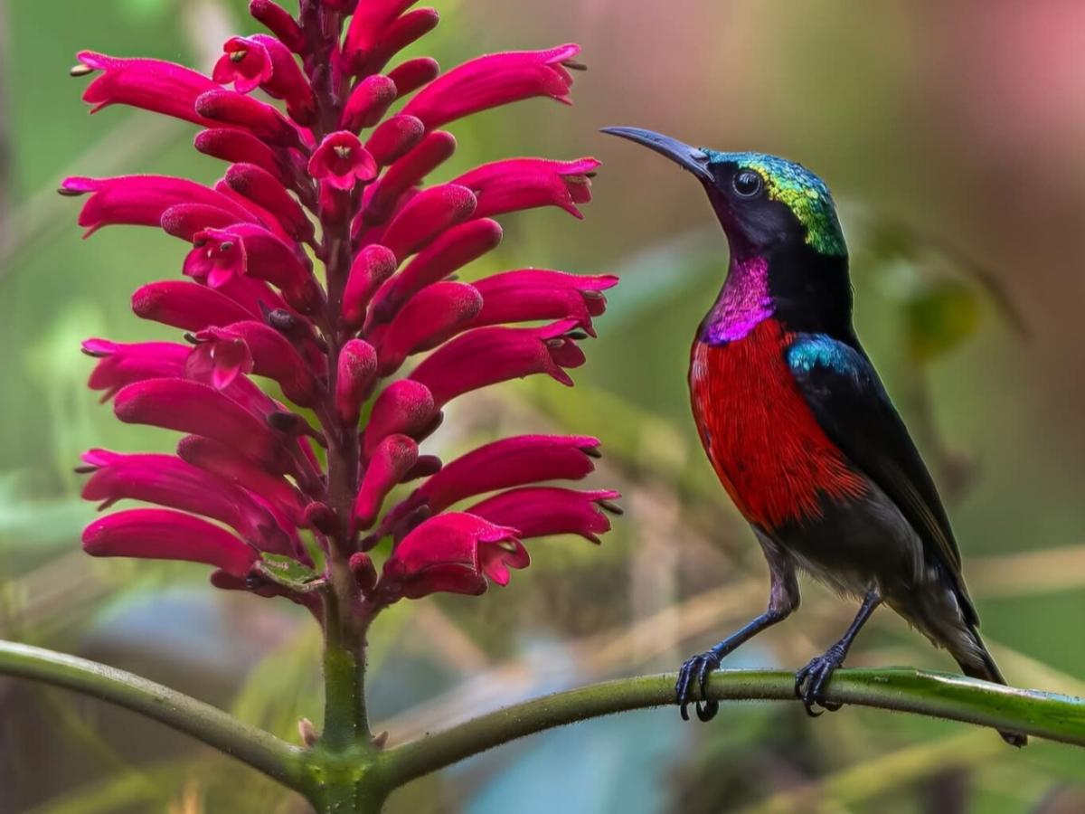 বেগুনি গলার রোদপাখির ছবি তুলেছেন বার্ডফটোগ্রাফার ও পরিবেশকর্মী খোকন থৌনাওজাম।