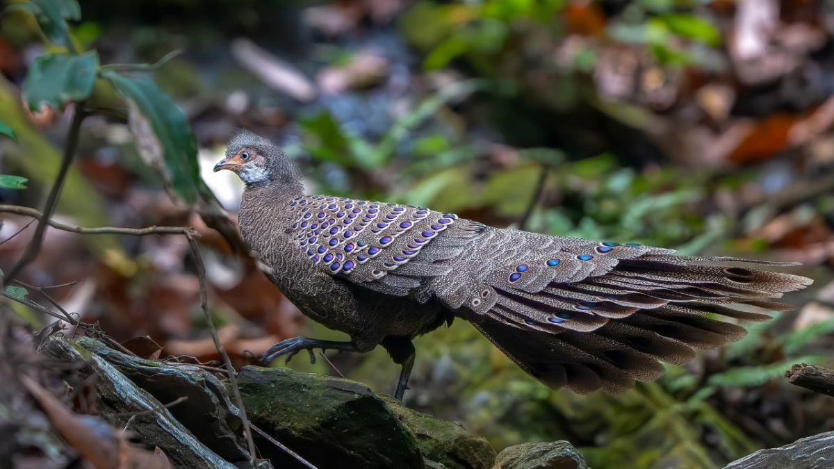 কাঠ ময়ূরের ছবি তুলেছেন বার্ডফটোগ্রাফার ও পরিবেশকর্মী খোকন থৌনাওজাম।