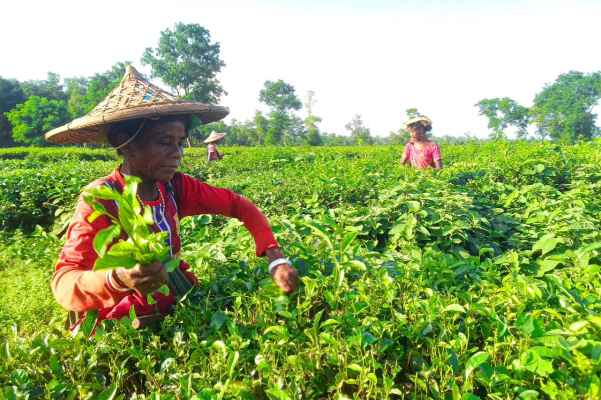 মৌলভীবাজারের শ্রীমঙ্গলের ভাড়াউড়া চা বাগান থেকে পাতি তুলছেন এক নারী চা-শ্রমিক। ছবি: আই নিউজ