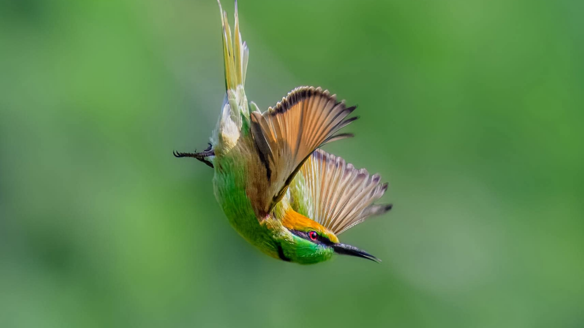 সবুজ মৌটুসি পাখির ছবি তুলেছেন বার্ডফটোগ্রাফার কাজল হাজরা।