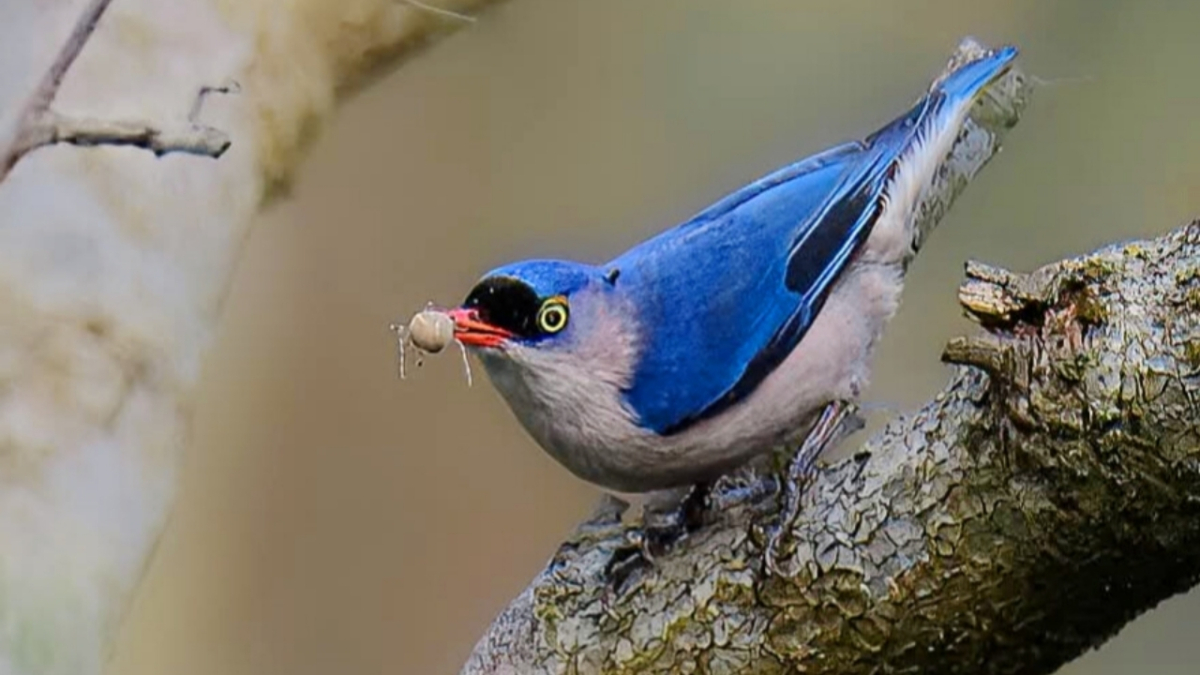 বনমালী পাখির ছবি তুলেছেন বার্ডফটোগ্রাফার কাজল হাজরা।