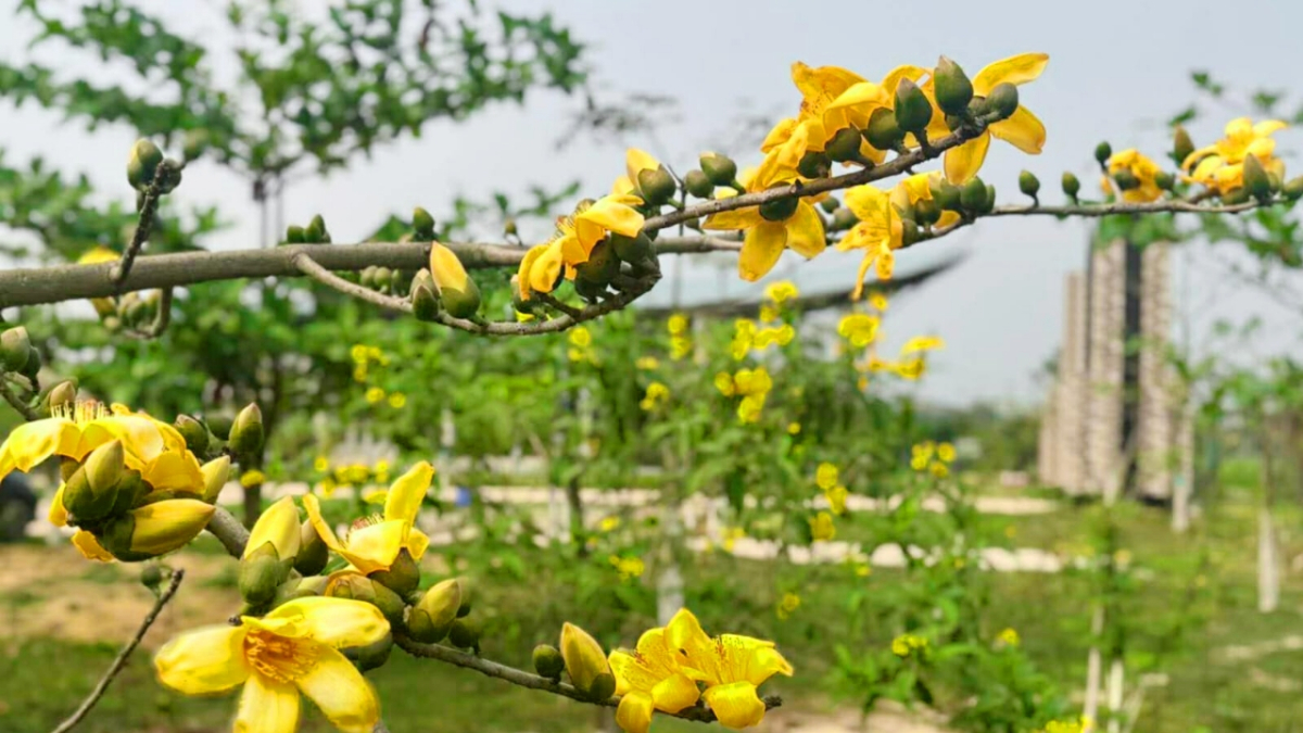 হলুদ শিমুল। ছবি: আই নিউজ