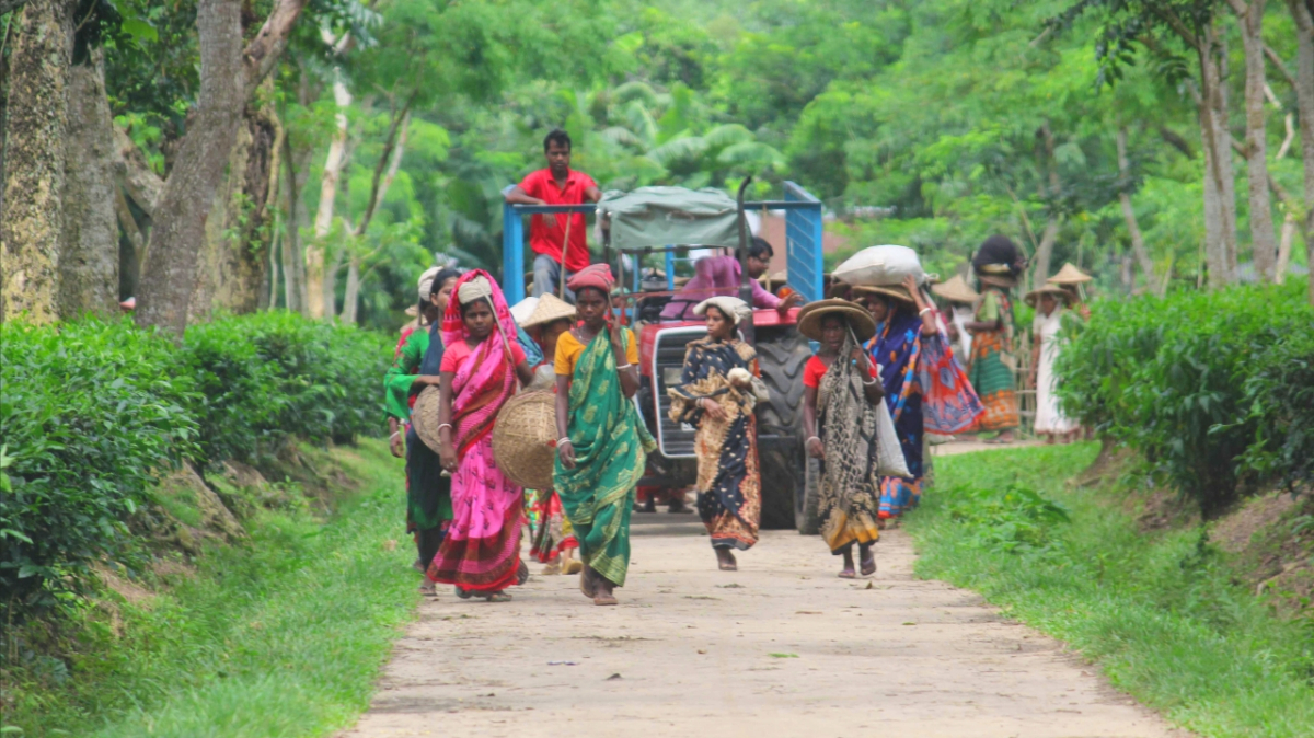 নারী চা-শ্রমিক। ছবি: আই নিউজ