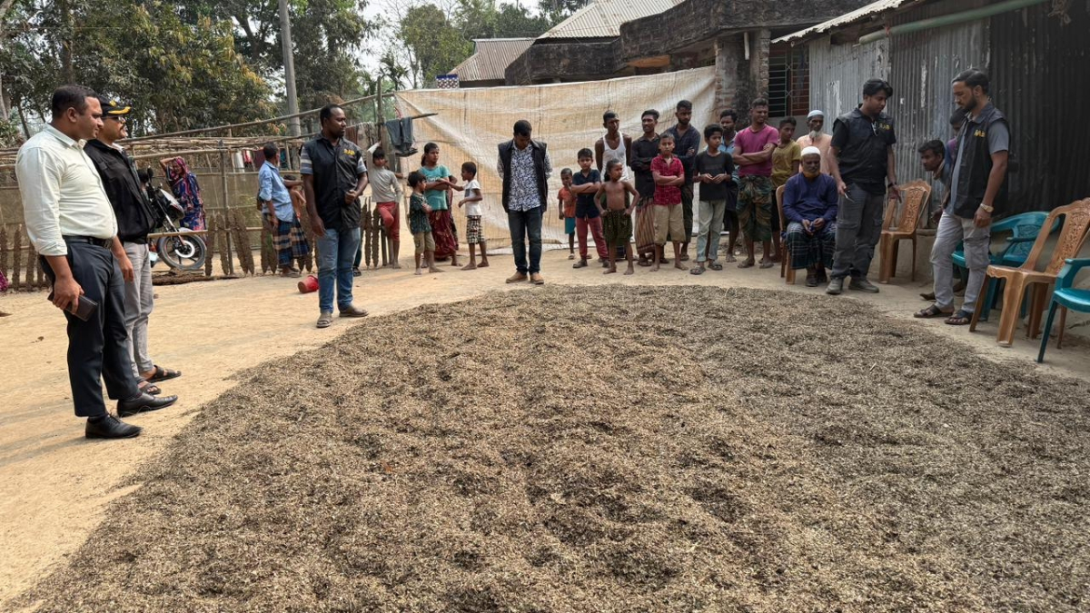 বাড়ির উঠান থেকে এক হাজার কেজি নকল চা পাতা জব্দ। ছবি: আই নিউজ