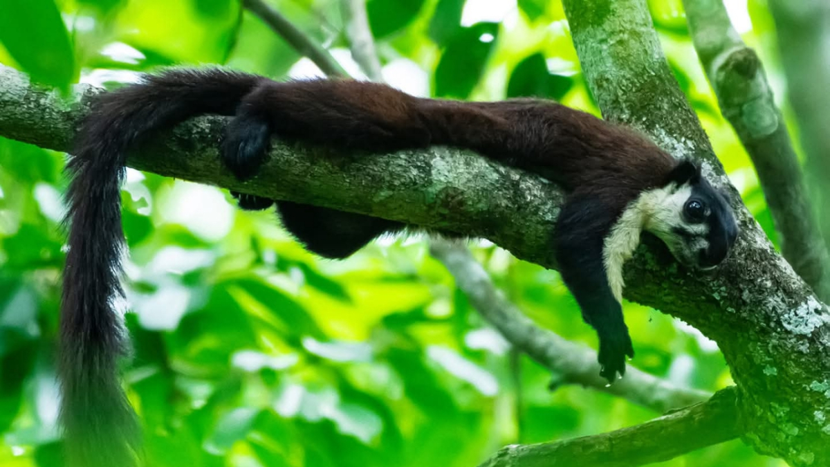 কাঠবিড়ালির ছবি তুলেছেন বার্ডফটোগ্রাফার ও পরিবেশকর্মী খোকন থৌনাওজাম।