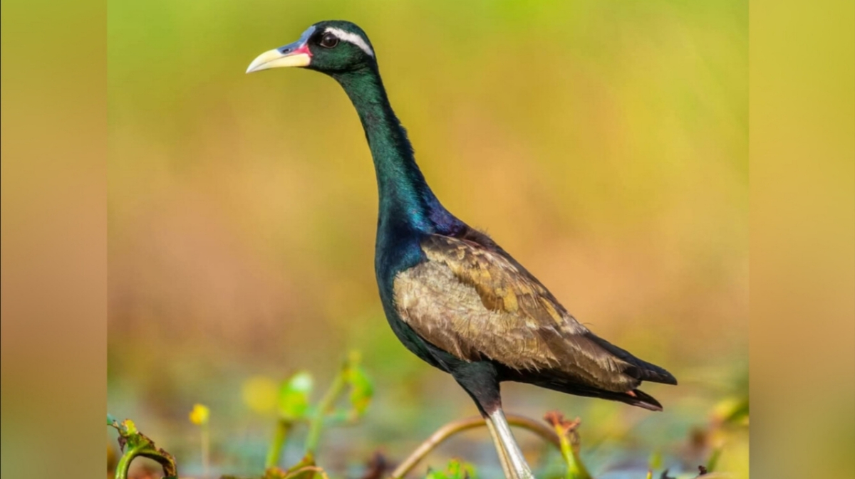 ব্রোঞ্জ-ডানাওয়ালা জাকানা পাখির ছবি তুলেছেন বার্ডফটোগ্রাফার ও পরিবেশকর্মী খোকন থৌনাওজাম।
