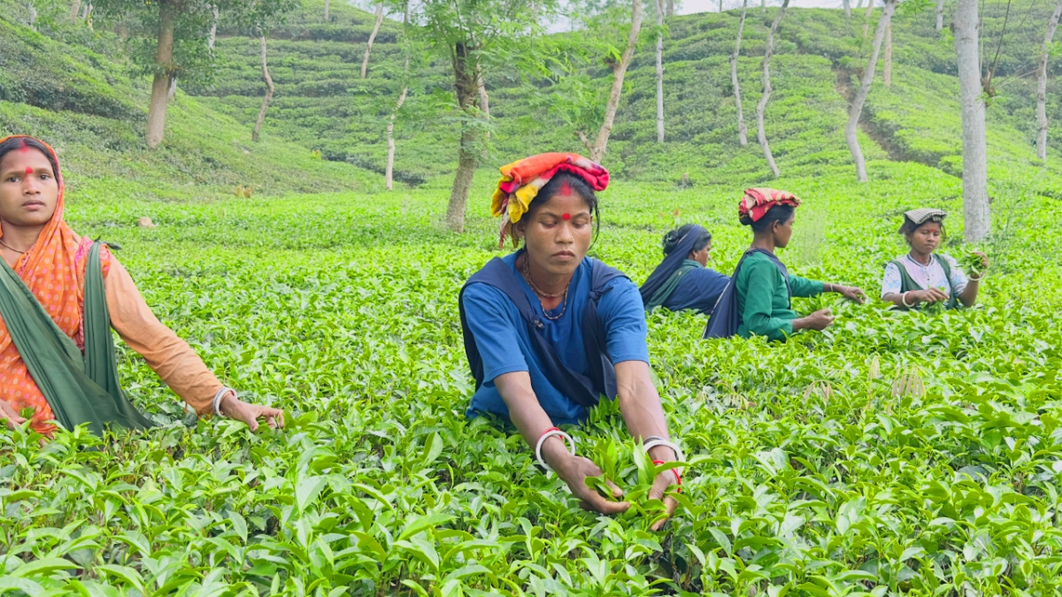 চায়ের দেশে চা পাতি তুলছেন কয়েকজন শ্রমিক। ছবি: আই নিউজ