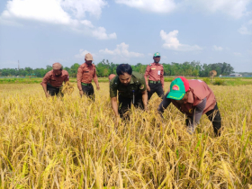 কৃষকের পাকা ধান কেটে দিলেন আনসার ভিডিপির সদস্যরা