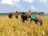 কৃষকের পাকা ধান কেটে দিলেন আনসার ভিডিপির সদস্যরা