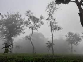 দেশের সর্বনিম্ন তাপমাত্রায় কাঁপছে শ্রীমঙ্গল, নেমেছে ৭ ডিগ্রিতে দেশের সর্বনিম্ন তাপমাত্রায় কাঁপছে শ্রীমঙ্গল, নেমেছে ৭ ডিগ্রিতে