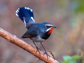 নীল-কালো আকাশের নিচে ধলালেজ চুনিকণ্ঠীর মিষ্টি ডাক নীল-কালো আকাশের নিচে ধলালেজ চুনিকণ্ঠীর মিষ্টি ডাক