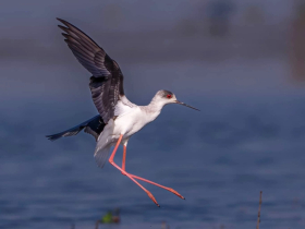 লাল ঢেংগা: জলাভূমির লাল পায়ে দাঁড়িয়ে থাকা সৌন্দর্য লাল ঢেংগা: জলাভূমির লাল পায়ে দাঁড়িয়ে থাকা সৌন্দর্য