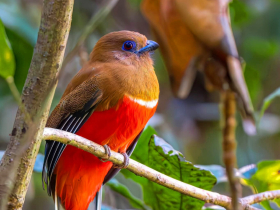 লাল মাথা কুচি: বনভূমির রঙিন রহস্যময় পাখি