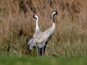 হাজার মাইল পাড়ি দিয়ে বাংলার আকাশে পাতি সারস