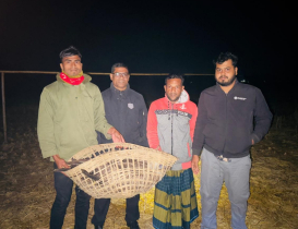 গাছের ডালে আটকে থাকা শকুন উদ্ধার, বন বিভাগে হস্তান্তর