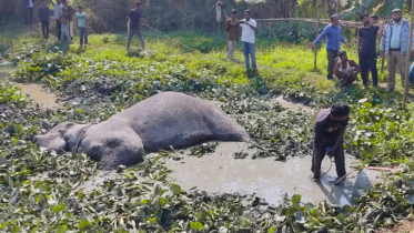 বিয়ের অনুষ্ঠানে আসা হাতি খাদে, ফায়ার সার্ভিসের উদ্ধার