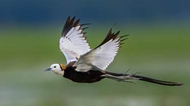 জলাভূমির রঙিন রাজকুমার, এক অনন্য সৌন্দর্যের নাম জলময়ূর