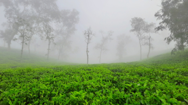 দেশের সর্বনিম্ন তাপমাত্রা রেকর্ড শ্রীমঙ্গলে, জনজীবন বিপর্যস্ত