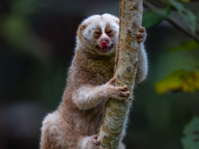 নীরবতার আড়ালে এক বিষধর বিস্ময় লজ্জাবতী বানর