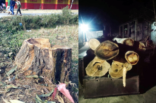 সড়কের পাশ থেকে ৯টি গাছ কেটে নিল দুর্বৃত্তরা, উদ্ধার করলো বন বিভাগ