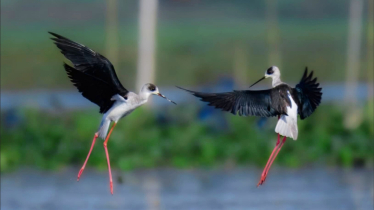 জলের আকাশে কালো-সাদা নৃত্যশিল্পী জলের আকাশে কালো-সাদা নৃত্যশিল্পী
